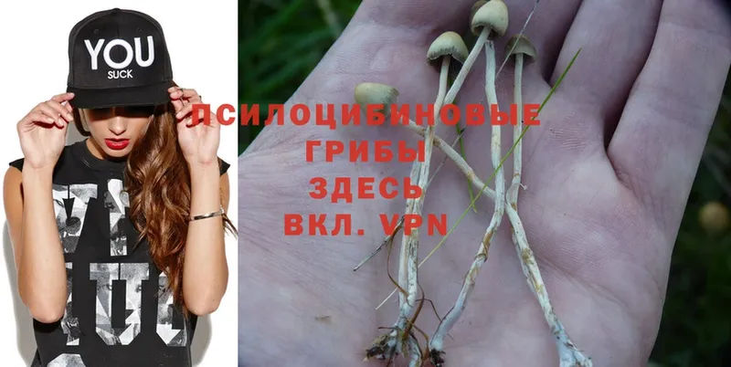 Псилоцибиновые грибы Psilocybe  Зея 